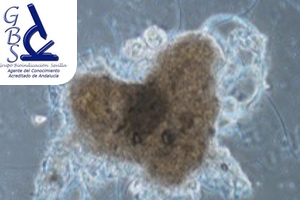 GBS: Curso de Microbiología de Fangos Activos Urbanos