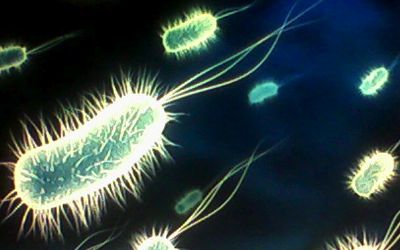 Bacterias y Biorremediación