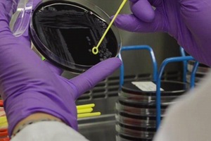Último paso para cerrar el redactado de la Norma UNE 100030 para el tratamiento de la Legionella