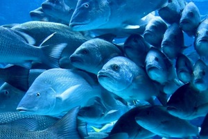 Peces transexuales: el impacto del Prozac y otras drogas en la naturaleza