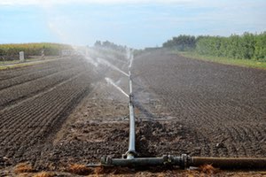 El IIAMA realiza un estudio que analiza la presencia de Helicobacter en aguas reutilizadas para riego agr&iacute;cola