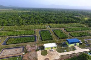 Conoce la depuración con plantas macrofitas del Parque Industrial de Caracol en Haití
