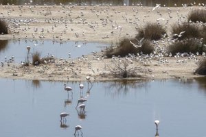 El Gobierno autoriza obras hidráulicas y de saneamiento en el área metropolitana de Valencia para proteger L’Albufera
