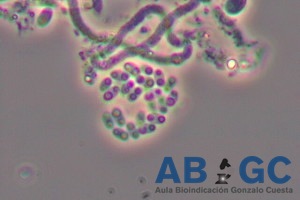 Algunas bacterias se suben al tiovivo del fango activo para eliminar el fósforo de nuestras aguas residuales