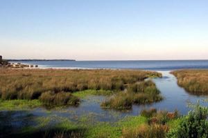 Fertilizantes y aguas residuales tratadas, principales fuentes de contaminación por nitratos en las aguas que se vierten al Doñana