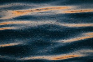 DeepFlow monitoriza la calidad del agua mediante Inteligencia Artificial