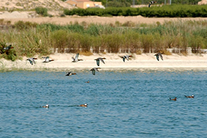 Las depuradoras de la Comunidad de Murcia suministran agua para mantener activos los humedales de la Región
