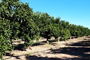 Mayor calidad del agua regenerada y un riego más eficiente: así son los primeros avances del proyecto SIRERA
