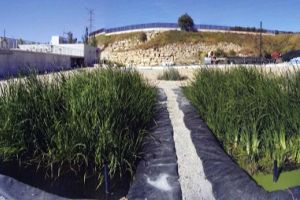 DAM presenta en el Congreso de la IWA dos estudios sobre humedales construidos para el tratamiento de aguas residuales urbanas