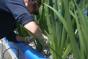 Científicos internacionales analizan el papel de plantas y microorganismos en la autodepuración de los ríos gracias al Urban River Lab instalado en España