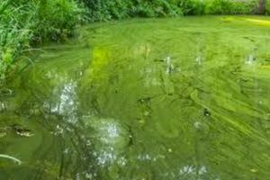 Hipo Clean I de Bac-Asili, tu aliado en la lucha contra el crecimiento excesivo de algas en ecosistemas acuáticos