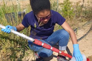 Una tesis de la UPCT prueba que los humedales artificiales para tratar los purines reducen los riesgos ambientales