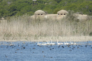El proyecto IRIS digitalizar&aacute; la gesti&oacute;n de infraestructuras verdes de Alicante y Elche para impulsar su eficiencia