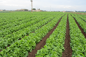 Agrogreen es el nuevo proyecto del CTNC que evalúa contaminantes emergentes en cultivos regados con aguas regeneradas