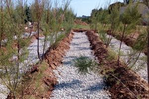 Laboratorios Tecnol&oacute;gicos de Levante arranca un proyecto de regeneraci&oacute;n de aguas mediante un nuevo concepto de filtro verde