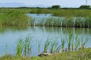 Las aguas residuales sin depurar, una amenaza para las aves