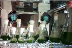 Ficorremediación como alternativa para el tratamiento de efluentes industriales