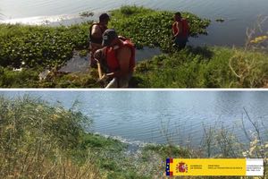 La CH del Tajo procede a la identificación y retirada de camalote en un tramo del río Tajo en Talavera de La Reina