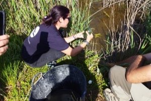 PAVAGUA comprometida con la conservación de la naturaleza y la preservación del medio ambiente realiza control biológico en sus efluentes