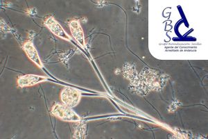 GBS contin&uacute;a en 2026 con su servicio de asesor&iacute;a microbiol&oacute;gica para fangos activos