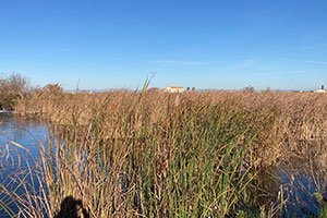 Los humedales artificiales de la Pipa y de l’Illa reducen la contaminación por plaguicidas y metales pesados en la Albufera de Valencia