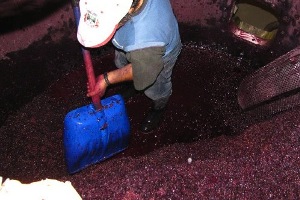 PROMEDIO establece vínculos con las empresas vinícolas de la provincia de Badajoz para trabajar en materia de depuración