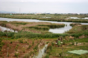 Un estudio del IIAMA destaca que los humedales artificiales ayudan a mejorar la calidad del agua, proteger el suelo y reducir la contaminaci&oacute;n difusa.