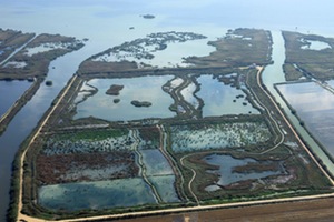 El IIAMA analiza cómo los humedales artificiales pueden depurar el agua de l´Albufera de Valencia