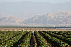 La sequía de California levanta la bandera roja a la agricultura