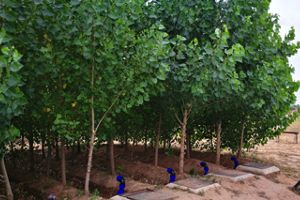 IMDEA Agua presentó su proyecto FILVER+ sobre empleo de filtros verdes en SIGA 2019