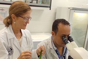 Investigadores de Jaén obtienen biomasa a partir de microalgas cultivadas en aguas de almazara