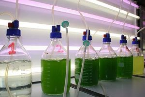 Tecnologías de microalgas; una propuesta sostenible para el tratamiento de aguas residuales industriales en ACERINOX
