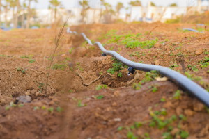 Incatema impulsa el regad&iacute;o en Angola con la entrega de 40 dise&ntilde;os t&eacute;cnicos para peque&ntilde;os productores