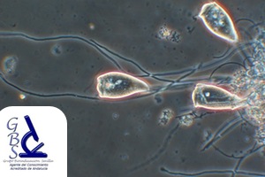 El Grupo de Bioindicación de Sevilla lanza la convocatoria del curso de Microbiología de Fangos Activos Industriales