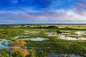 Pantanal: El desafío de gestionar recursos hídricos transfronterizos en América Latina y preservar su medio ambiente