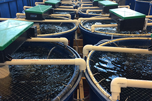 Tecnología fotoquímica sostenible para depurar aguas de acuicultura