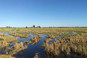 Impulsan un estudio para determinar la capacidad de transporte de sedimentos de los canales de riego del delta del Ebro