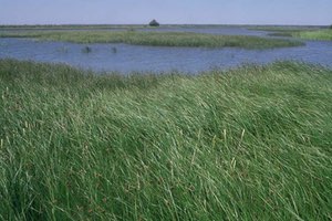 Declaradas “en riesgo de no alcanzar el buen estado cuantitativo”, tres de las cinco masas de agua del entorno de Doñana