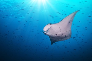 I+D en el ámbito de las membranas: la siguiente evolución tecnológica en desalación, reutilización y tratamiento de agua