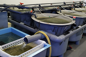 Científicos de la UCA crean un sistema con microalgas que combina el tratamiento de aguas y la producción de pienso acuícola