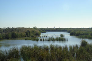 Un estudio de la Cátedra Aguas de Valencia revela que los humedales artificiales retienen y degradan microplásticos