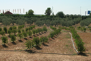 La AMAYA de Andalucía participa en el proyecto europeo I-ReWater para evaluar el uso de agua regenerada en cultivos