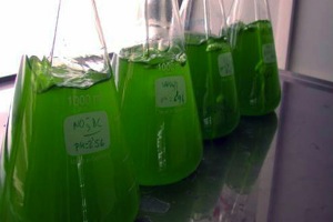 Investigadores españoles determinan la capacidad de las microalgas para depurar biogás y obtener biometano
