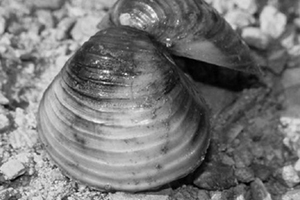 La almeja asiática es la especie exótica invasora más extendida en la cuenca del Guadiana