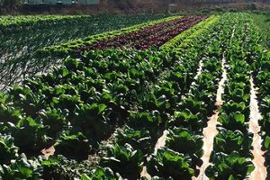 Investigadores españoles estudian los efectos del agua regenerada en el riego agrícola