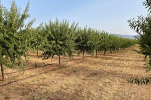 El IICA y Agbar Agriculture, juntos para fomentar la gestión eficiente y sostenible de los recursos hídricos en el sector agrícola