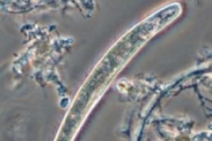 El Grupo de Bioindicación Sevilla abre una nueva edición de su Campus de Verano el 01 de Julio