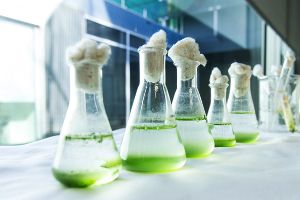 El IIAMA desarrolla un modelo para estimar las concentraciones naturales de nutrientes de las aguas costeras