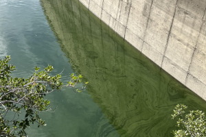 IQS lidera un proyecto para blindar la calidad del agua potable ante la proliferaci&oacute;n de cianobacterias causada por la sequ&iacute;a
