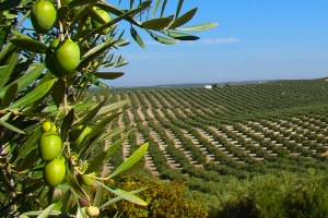 Regantes de Andalucía estudian incorporar el modelo almeriense de reutilización de aguas depuradas